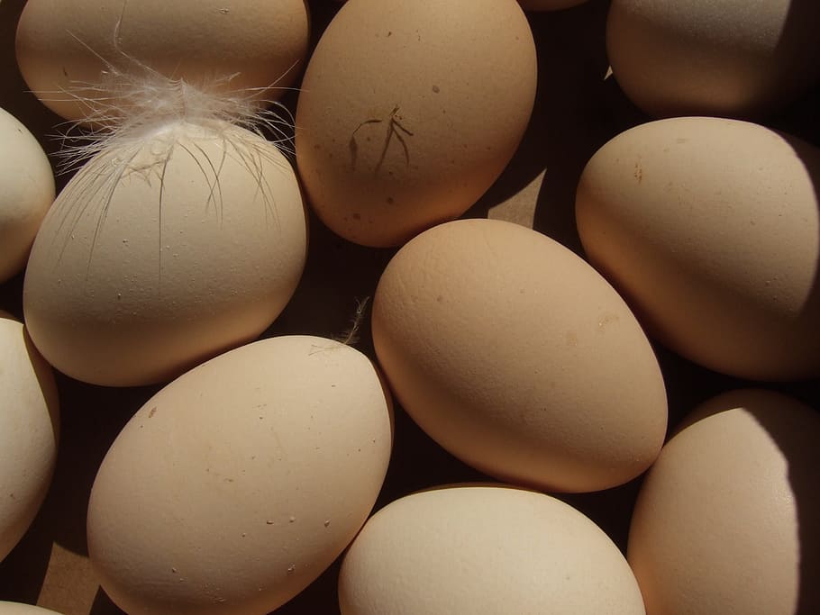 eggs, bio, field, market, nutrition, food and drink, healthy eating HD wallpaper