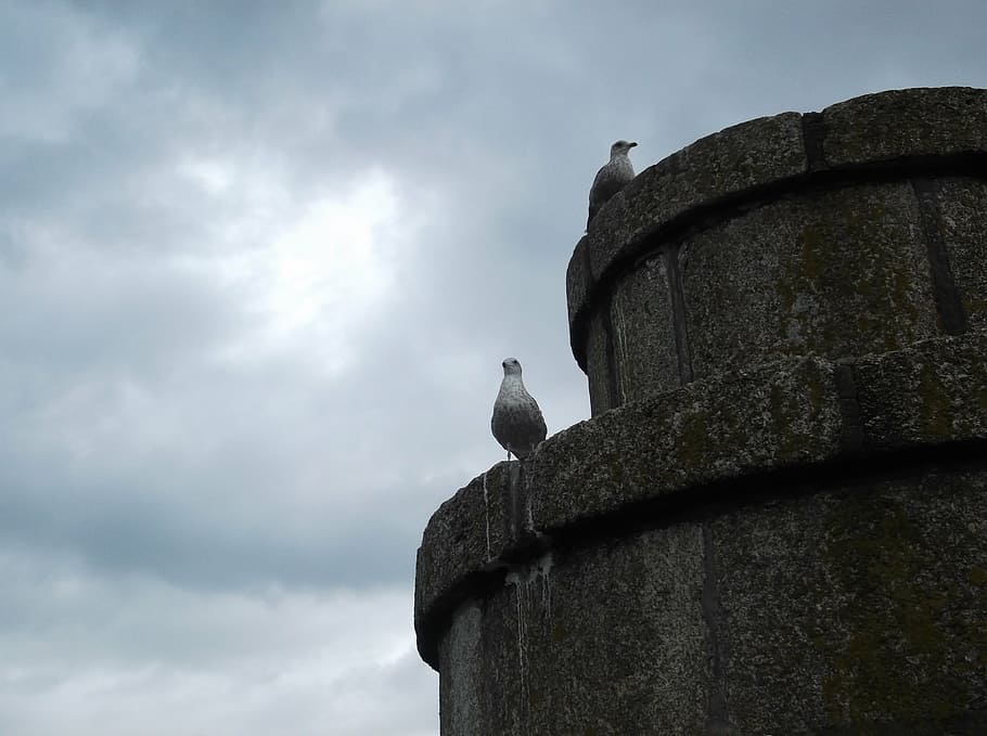 seagull, tower, clouds, watchmen, bird, animal, animal wildlife HD wallpaper