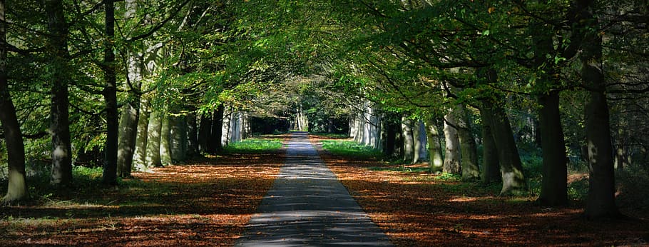 photo of pathway in the middle of trees, avenue, forest, nature HD wallpaper