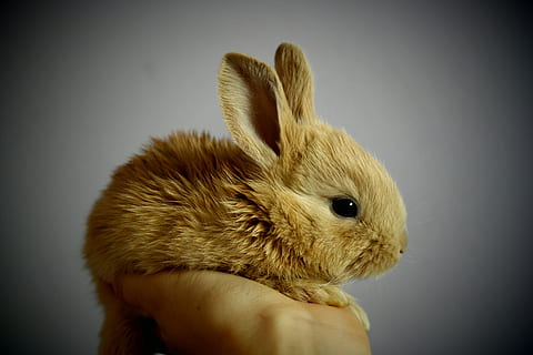 brown rabbit, palm, hand, snatch, redheaded, ears, by, detail HD wallpaper