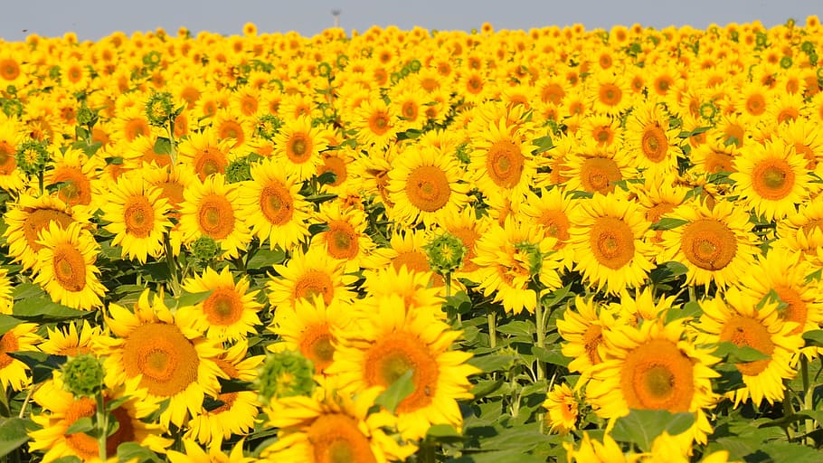 Sunflower, Yellow Flower, sunflower field, nature, agriculture, HD wallpaper