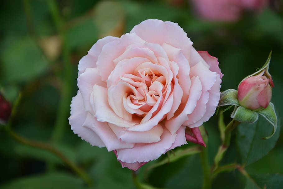 pink, bud, blade, flower, garden, nature, flora, botany, plants HD wallpaper