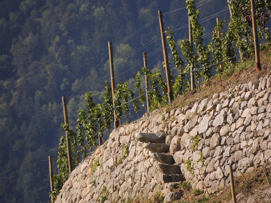 Wine, Grapevine, Winegrowing, plant, plantation, vineyard, history HD wallpaper