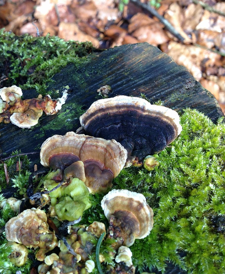 baumschwamm, mushroom, forest, plant, mushrooms on tree, autumn HD wallpaper