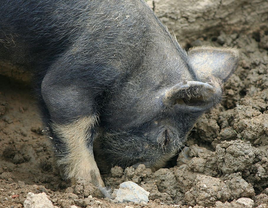 shoat, piglet, rooting, digging, snout, muddy, mammal, one animal HD wallpaper