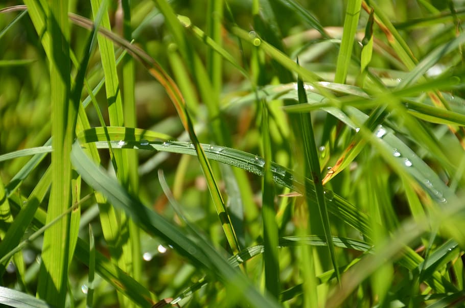 grass, green, nature, background, drip, blade of grass, green color HD wallpaper