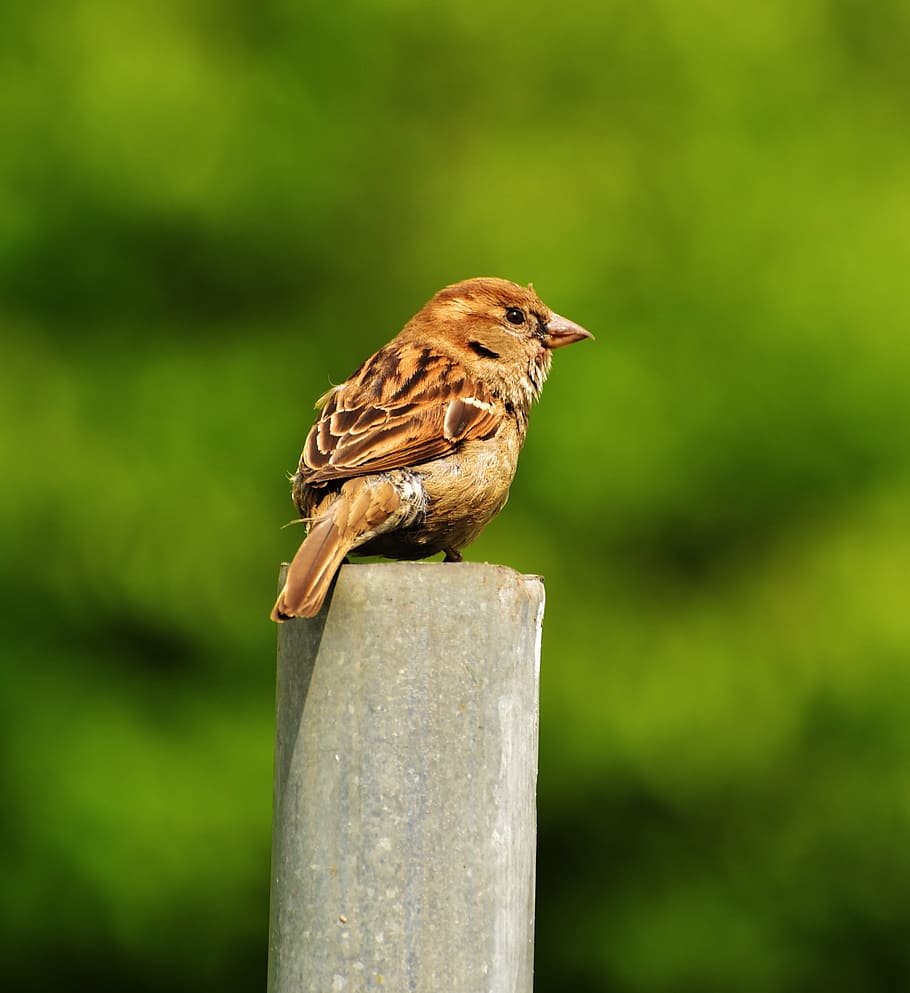 Sparrow, Bird, Feather, Nature, Animal, close, fence, one animal HD wallpaper
