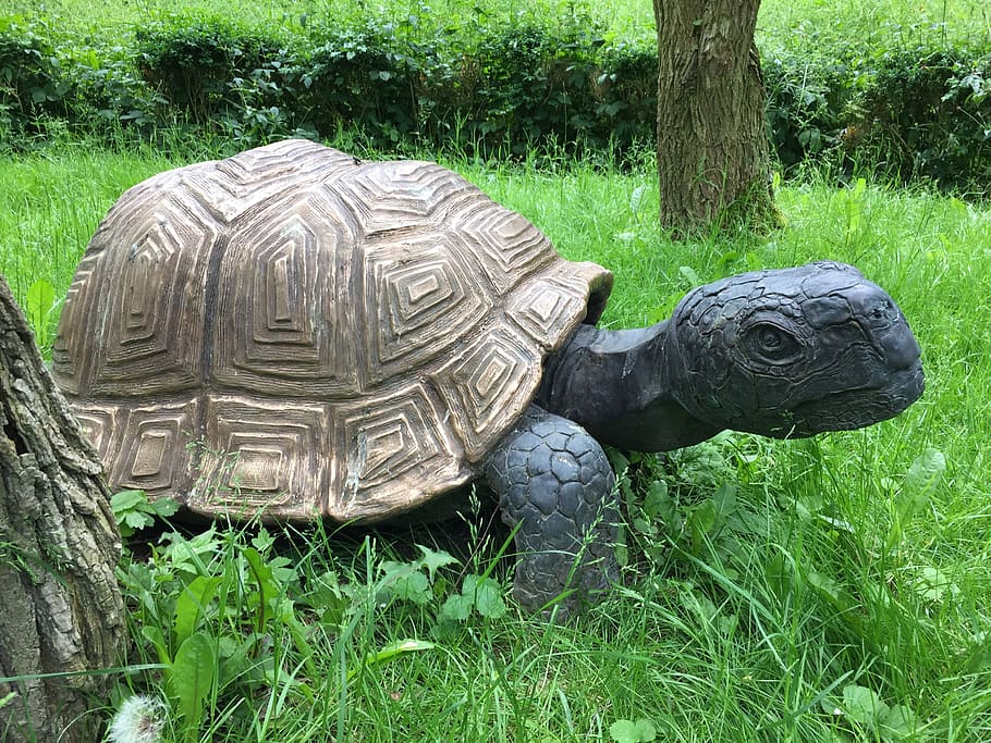 turtle, figure, old, plant, grass, land, nature, reptile, day HD wallpaper