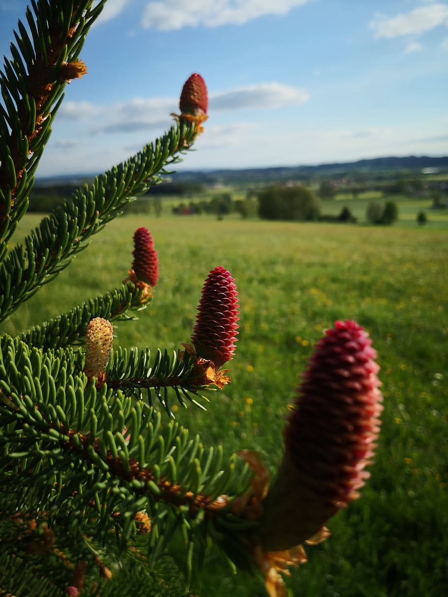 tree, conifer, nature, pine, plant, growth, beauty in nature HD wallpaper