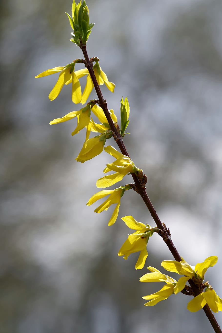 Forsythia, Yellow, Flowers, Spring, Bush, sprig, single, plant HD wallpaper