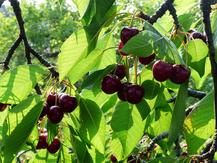 Sweet Cherry, Cherry, Red, Red, Fruit, healthy, leaves, branch, HD wallpaper