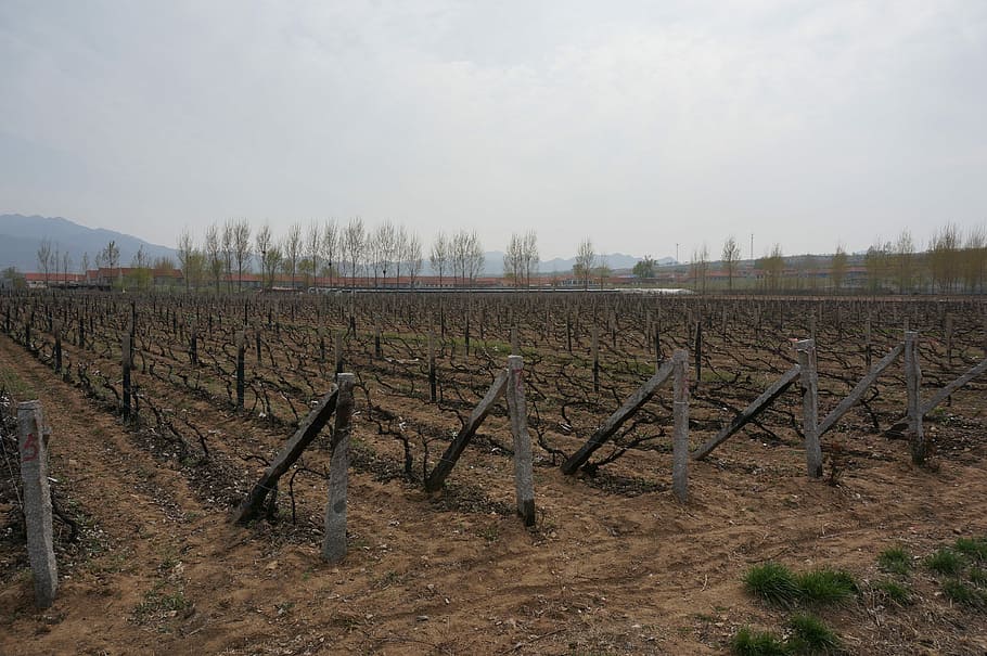 yantai, wine, base, land, field, sky, agriculture, tranquil scene HD wallpaper