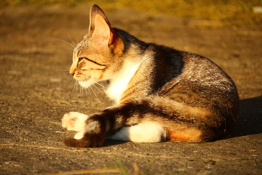 Kitten, Mackerel, Tiger Cat, domestic cat, mieze, one animal HD wallpaper
