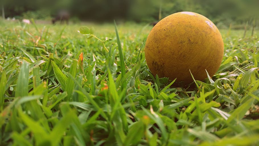 grass, ball, green, plant, food, green color, selective focus HD wallpaper