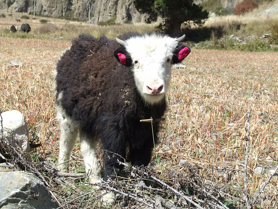 yak, himalayan, nepal, animal, mammal, animal themes, livestock HD wallpaper