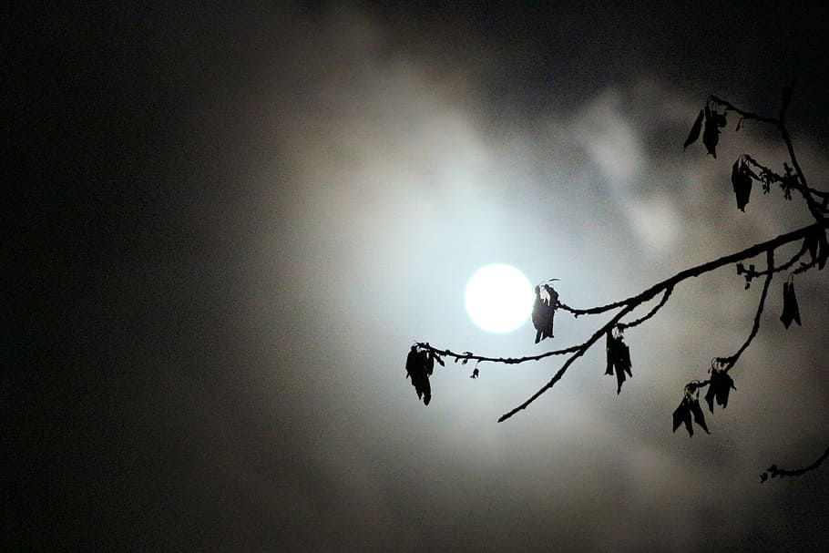 fullmoon, make, cloud, night, tree, background, light, sky HD wallpaper