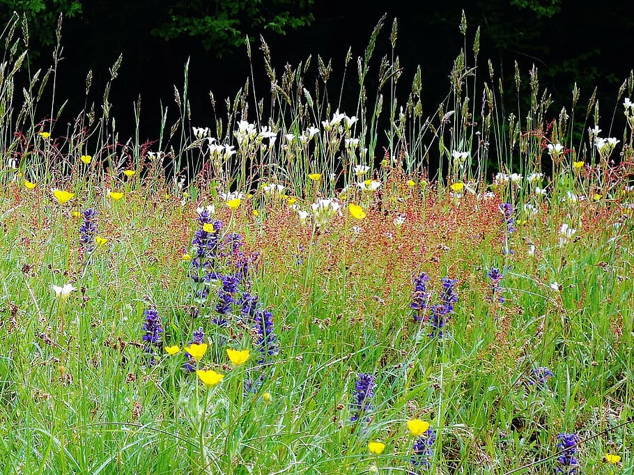 flowers, colors, fields, prairie, green, nature, plant, flowering plant HD wallpaper