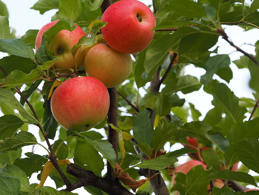 four ripe apple fruits, bio, harvest, vegetables, agriculture HD wallpaper