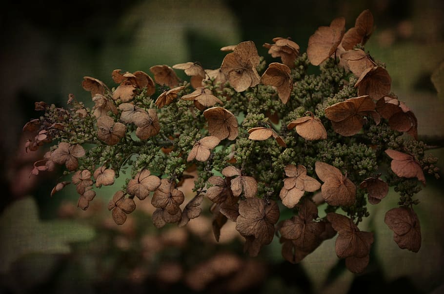 hydrangea, flower, nature, dead, dry, plant, food, food and drink HD wallpaper