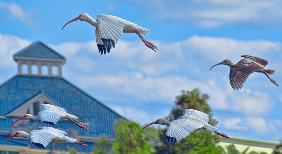 cranes, birds, flying, grus canadensis, florida, park, outdoor, HD wallpaper