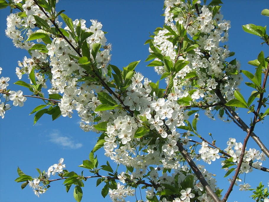 Spring, Cherry, Bloom, tree, nature, branch, blue, springtime HD wallpaper