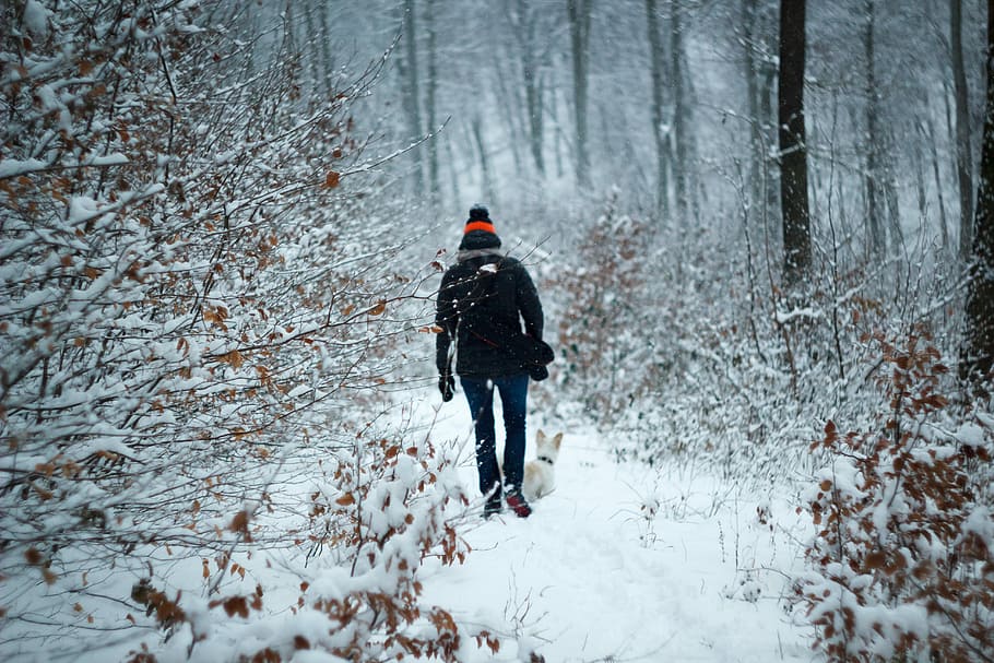 person walking between trees during winter, person walking forest during winter HD wallpaper