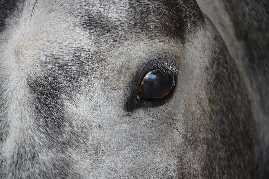 horse, eye, head, profile, horse eye, look, equine, animal HD wallpaper
