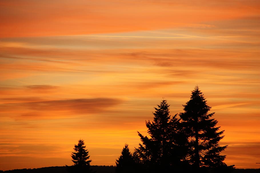 sunset, sky, afterglow, trees, silhouette, plant, beauty in nature HD wallpaper