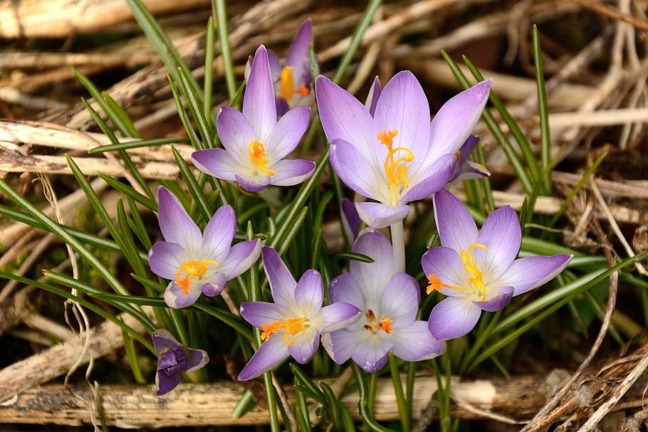 Crocus, Wild, Spring Awakening, wild crocus, spring blossoms HD wallpaper