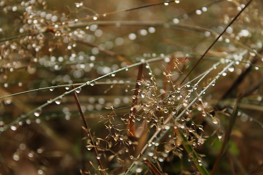 dew, drop, water, grass, rain, nature, dew-drop, raindrop, dewdrop HD wallpaper