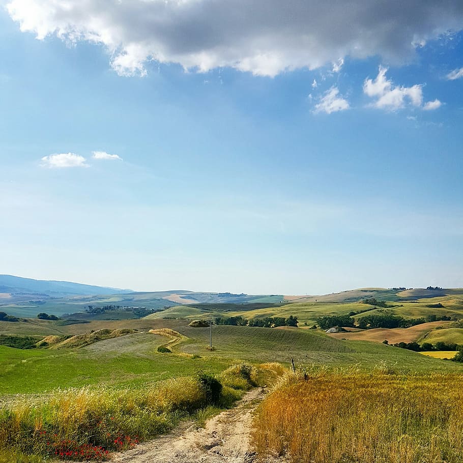 green and yellow flower field, way, track, sand, road, nature HD wallpaper