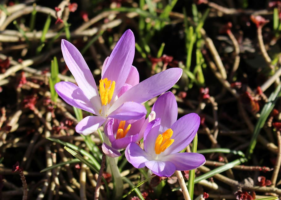 Flowers, Crocus, Purple, Spring, signs of spring, park, nature HD wallpaper