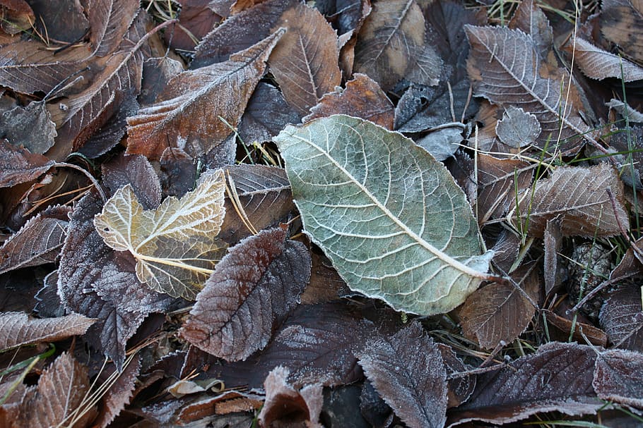 frost, nature, winter, leaf, lövhög, plant part, no people HD wallpaper