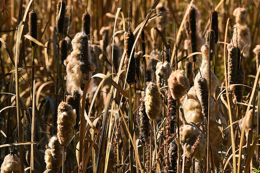 cattails, reeds, bulrush, nature, plant, wetland, pond, bullrush, HD wallpaper