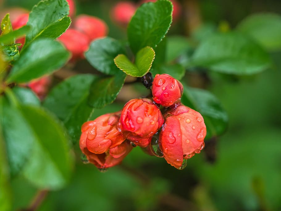 flower, leaves, rain, raindrop, leaf, plant part, red, growth HD wallpaper
