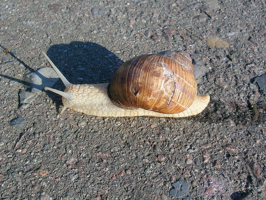 snail, creep, asphalt, animal wildlife, animal themes, shell HD wallpaper