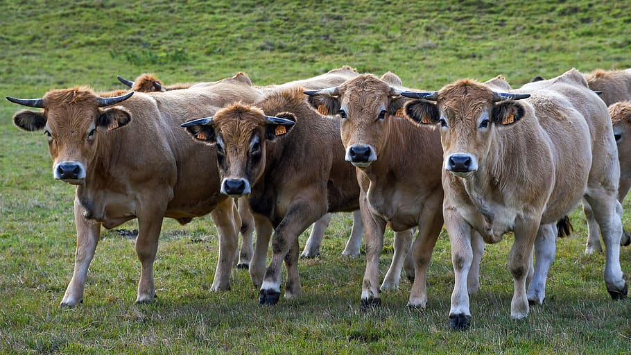 herd of brown cattle on green field, cow, aubrac, pre, four HD wallpaper