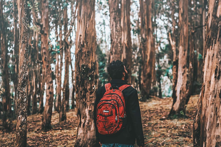man carrying backpack standing at the woods, person, trees HD wallpaper