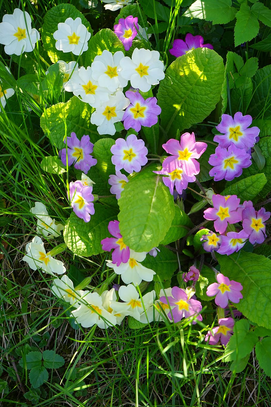 720x1480 Resolution primrose, flowers, bright 720x1480 Resolution Wallpaper  - Wallpapers Den