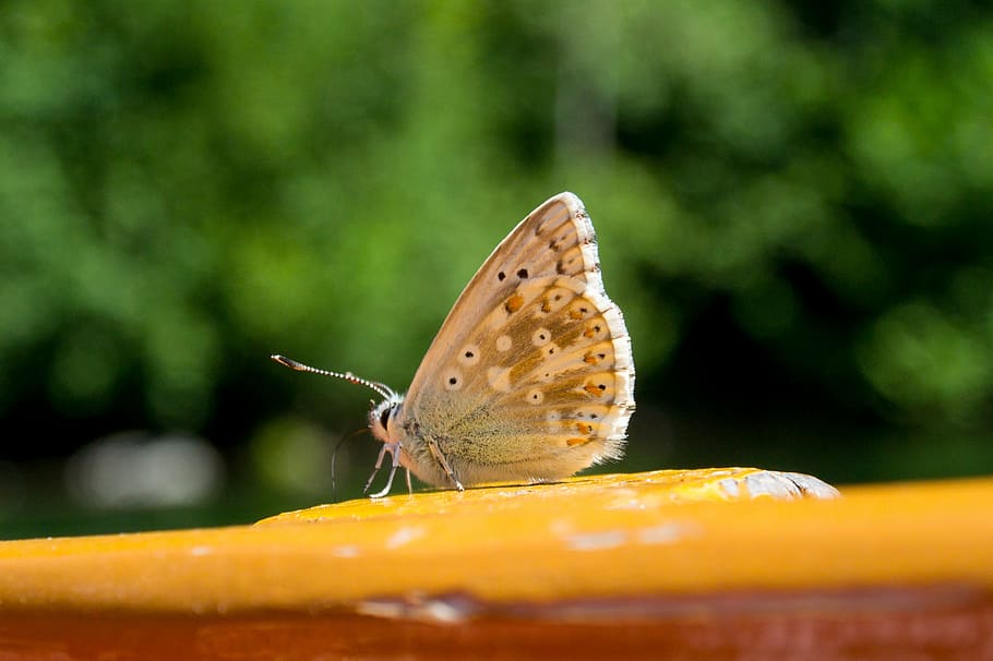 butterfly, insect, nature, animal wildlife, invertebrate, animal themes HD wallpaper