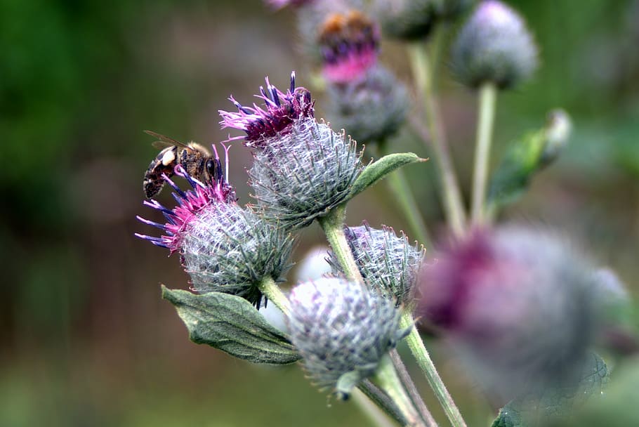 thistle, flower, bee, meadow, summer, plant, spikes, nature HD wallpaper