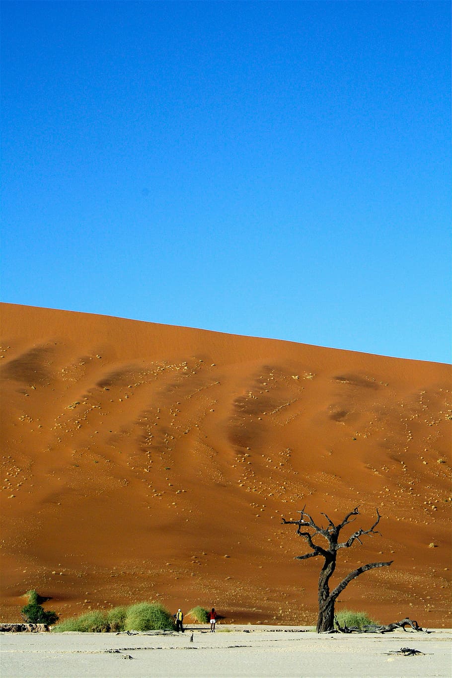 bare tree under blue sunny sky, bare tree in the middle of desert HD wallpaper