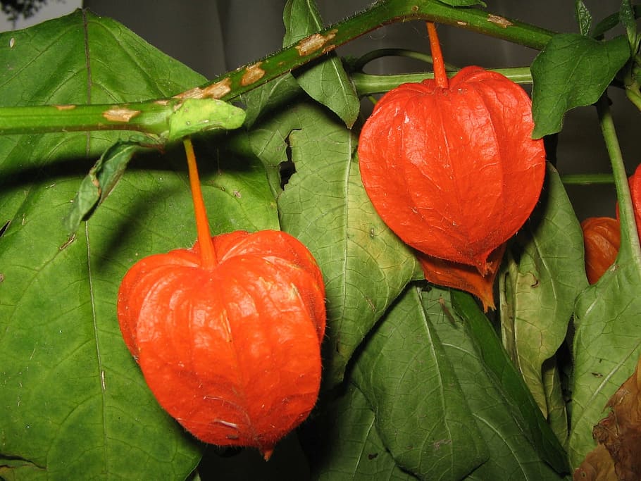 physalis, fruit, red, flower, blossom, bloom, healthy, close HD wallpaper