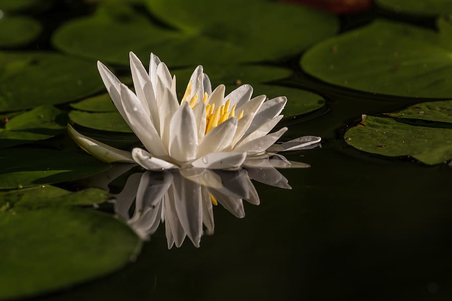 water, flower, reflection, nature, summer, blossom, lily, bloom HD wallpaper