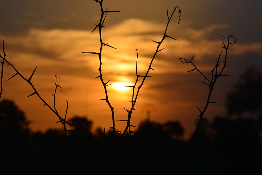 sunset, silhouette, thorns, landscape, nature, thorny, thorny branch HD wallpaper