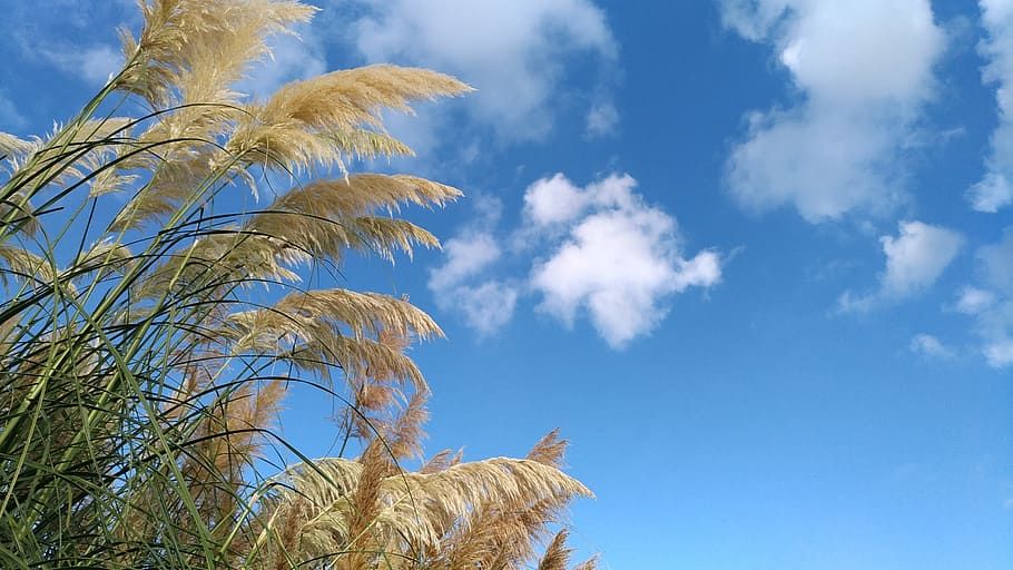 pampas grass, poaceae, autumn, system glass new, sky, blue, HD wallpaper