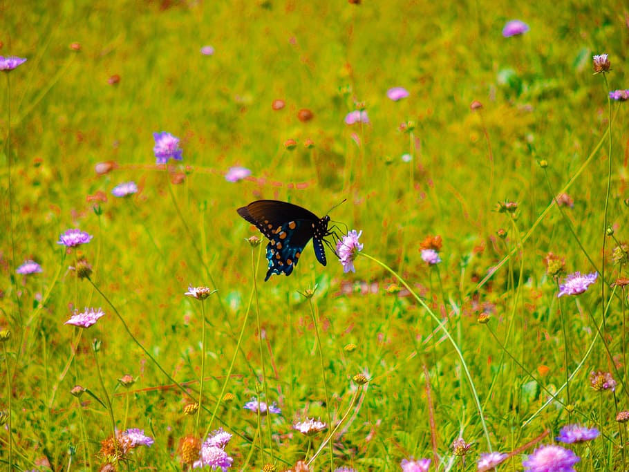 pipevine swallowtail, wildflowers, butterfly, nature, texas