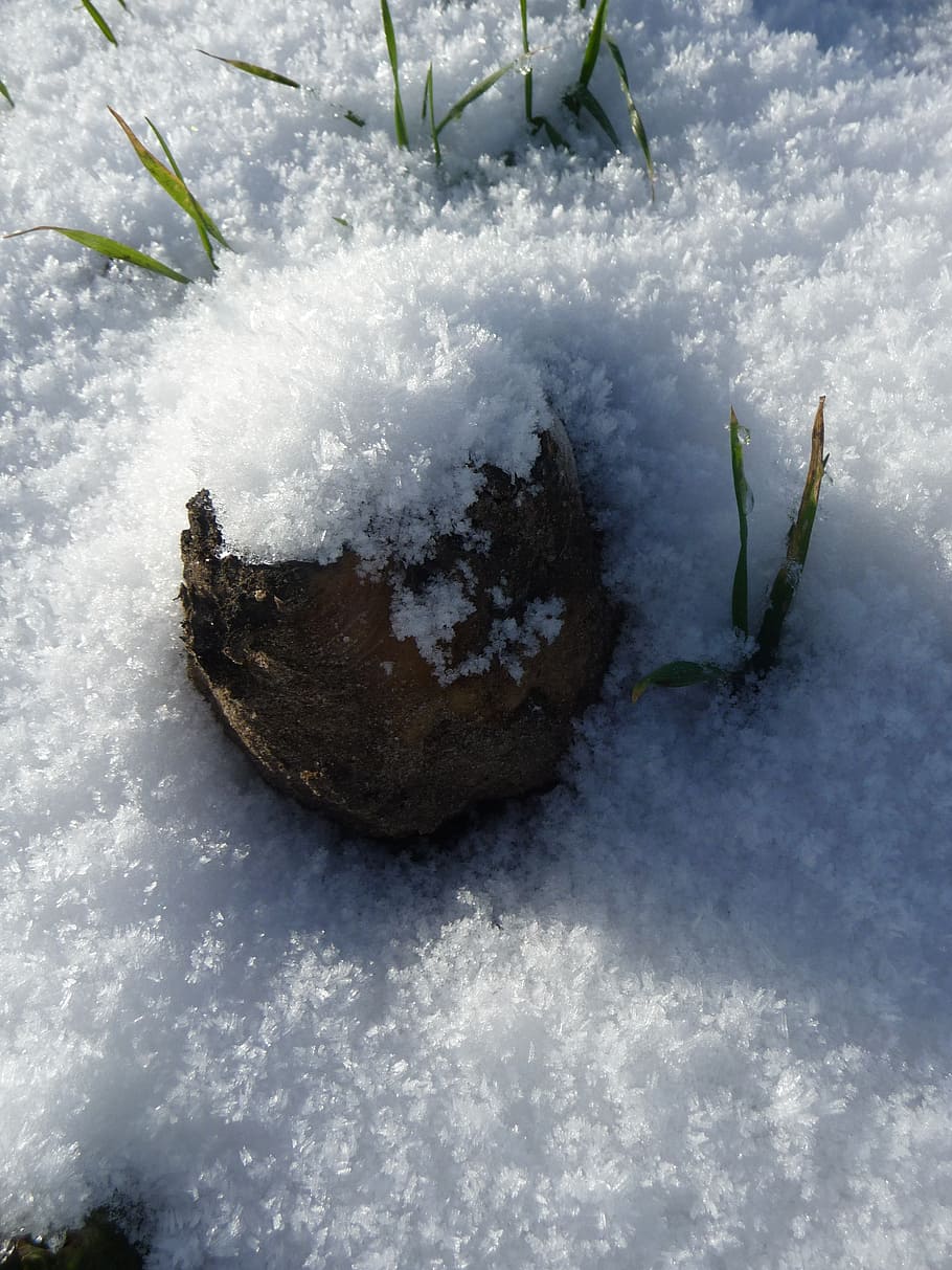 snow, stone, nature, sun, winter, plant, beauty in nature, cold temperature HD wallpaper
