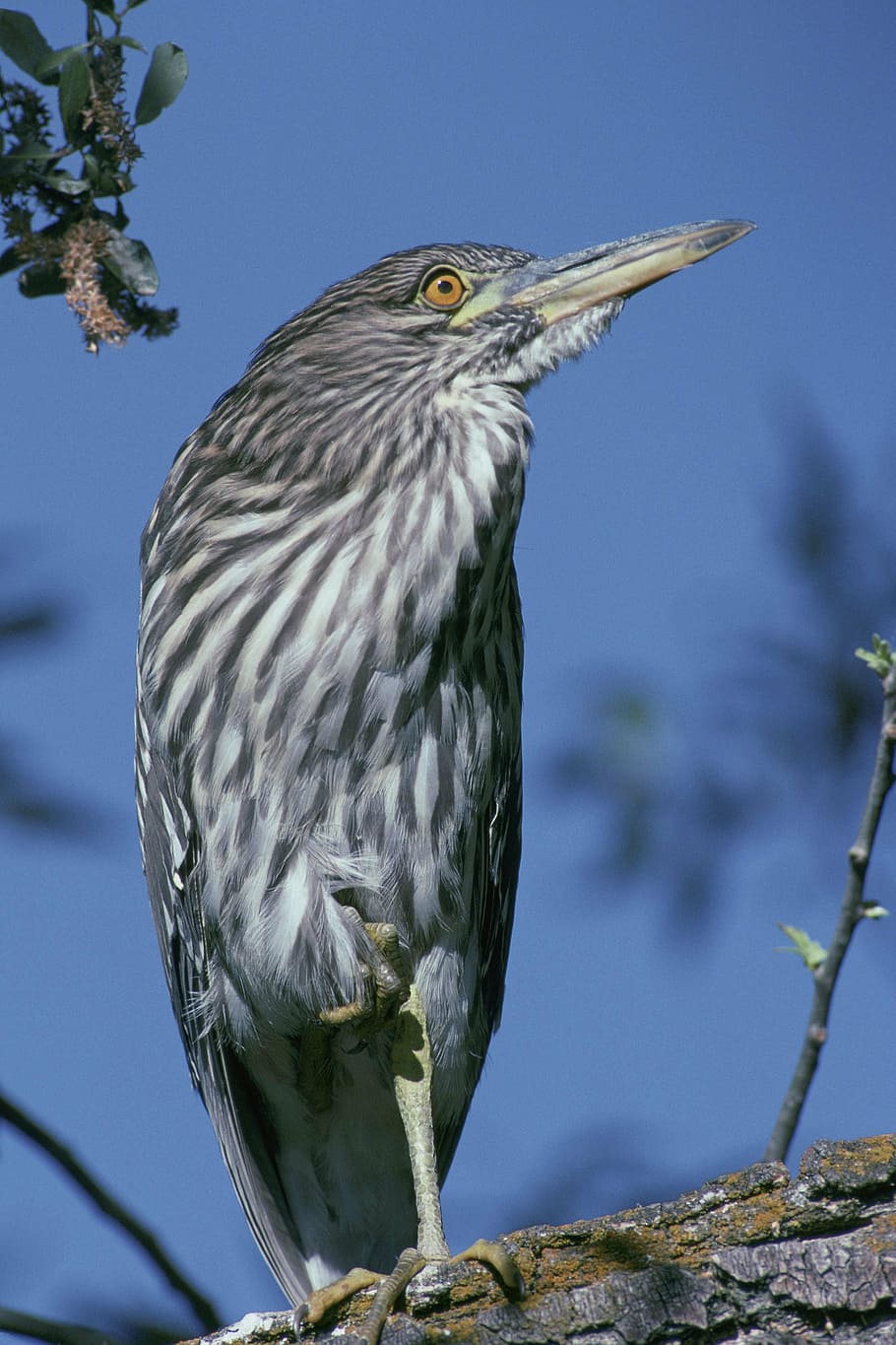 crowned, black, bird, heron, birds, animals, fauna, one animal HD wallpaper