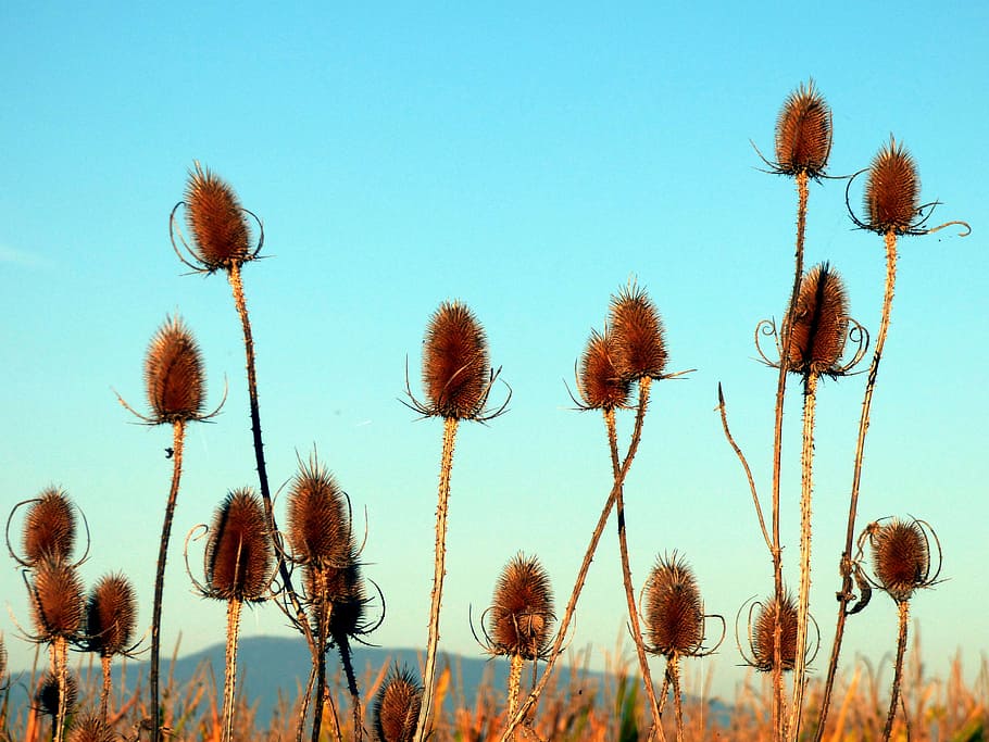 thistles, nature, flowers, quills, wild, field, plant, sky, HD wallpaper